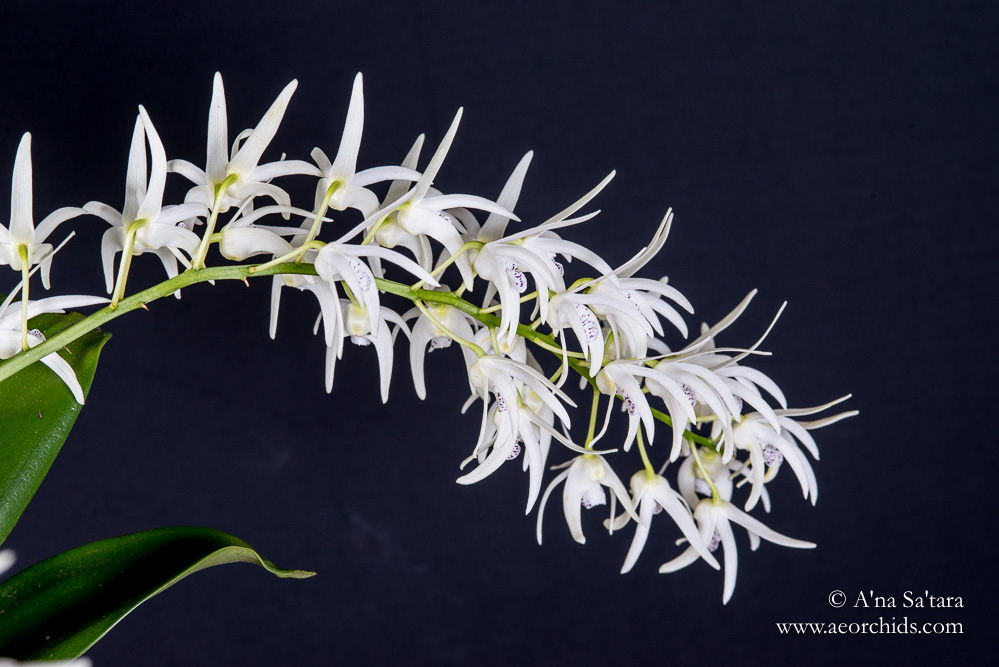 Dendrobium Ruppiosum orchid images