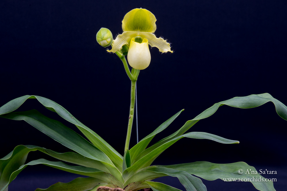 Paphiopedilum primulinum var. flavum orchid images