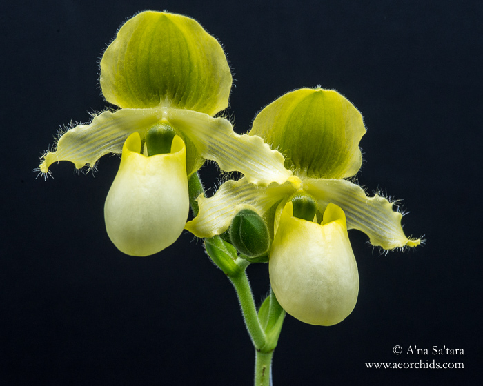 Paphiopedilum primulinum var. flavum orchid images