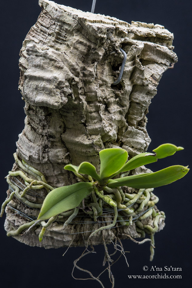 Sarcochilus falcatus orchid images