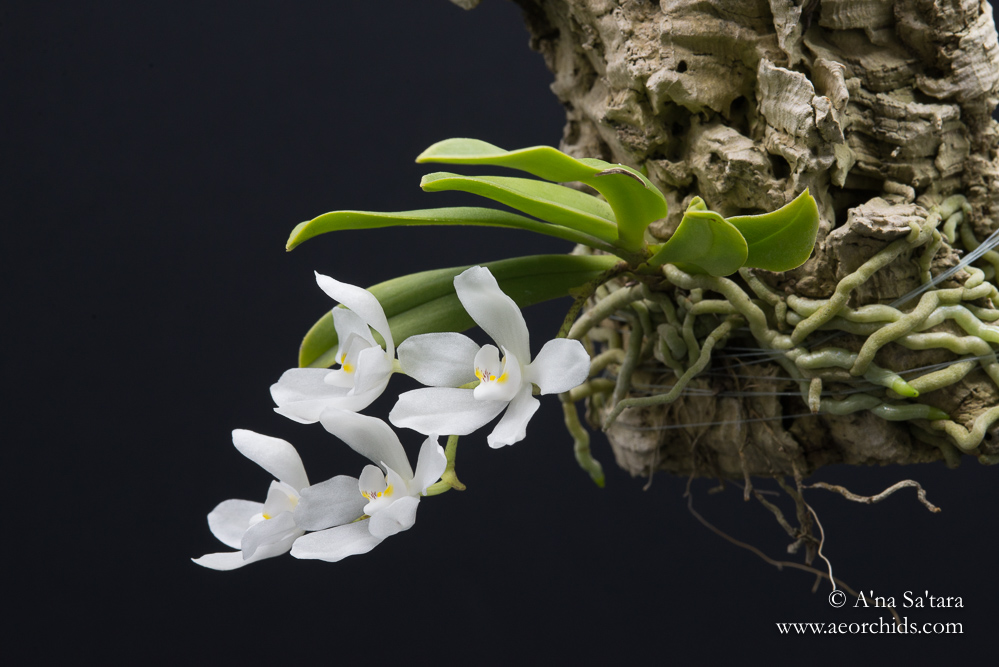 Sarcochilus falcatus orchid images
