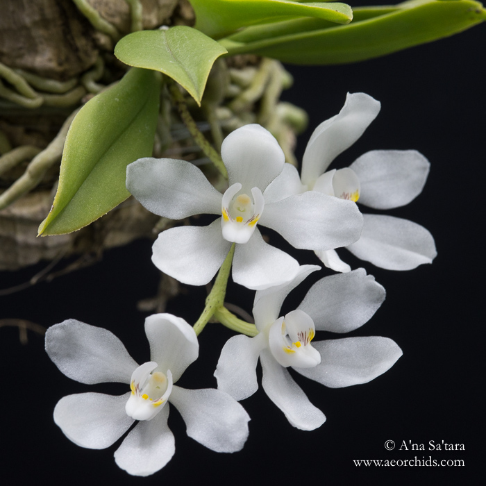 Sarcochilus falcatus orchid images