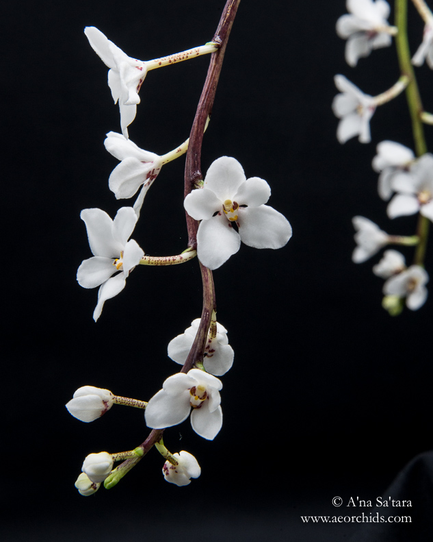 Sarcochilus hartmannii orchid images