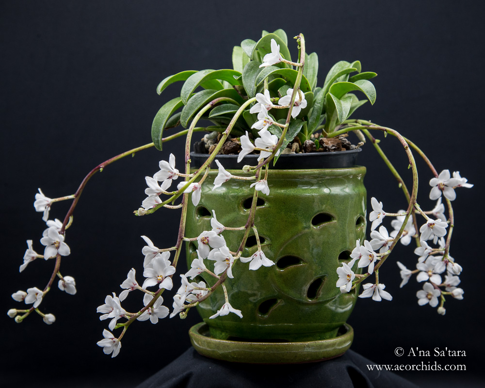 Sarcochilus hartmannii orchid images