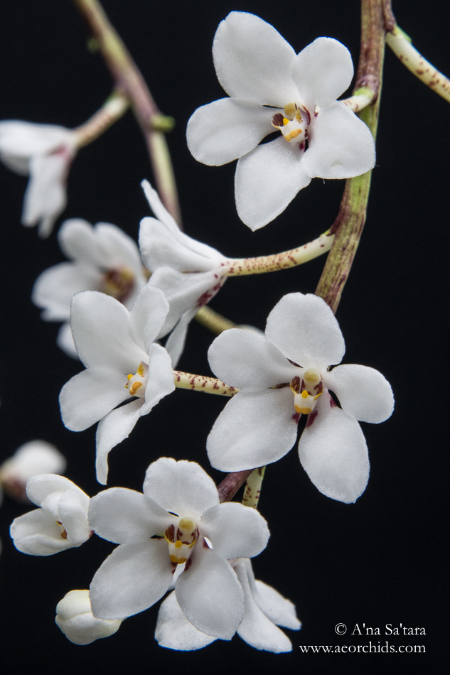 Sarcochilus hartmannii orchid images