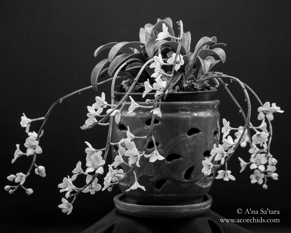 Sarcochilus hartmannii orchid images