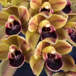 Cymbidium Geno's Gem Emerald Fire