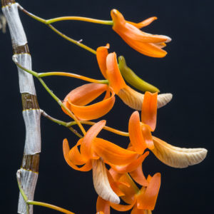 Dendrobium unicum (Vietnam form)