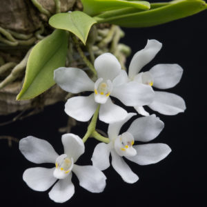 Sarcochilus falcatus