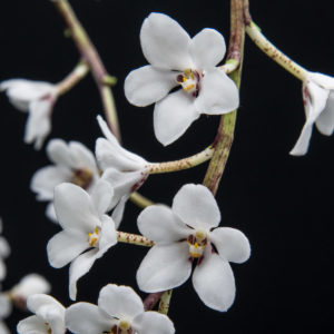 Sarcochilus hartmannii