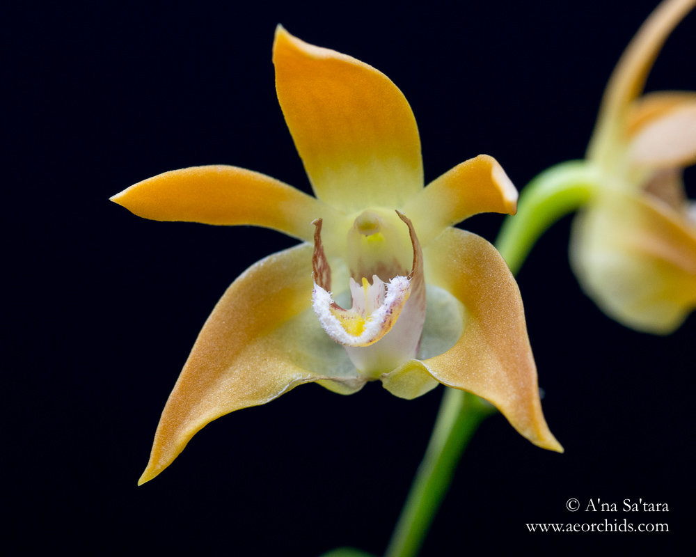 Dendrobium fleckeri