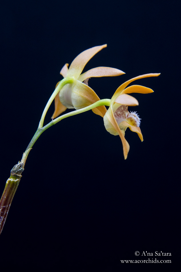 Dendrobium fleckeri