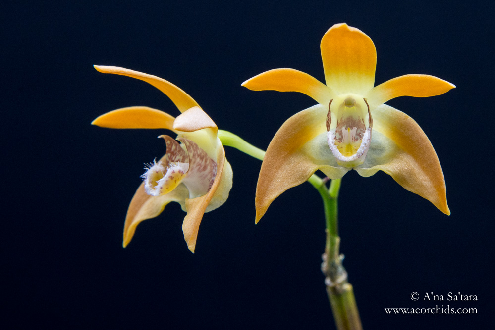 Dendrobium fleckeri