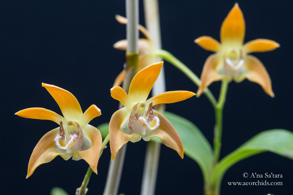 Dendrobium fleckeri