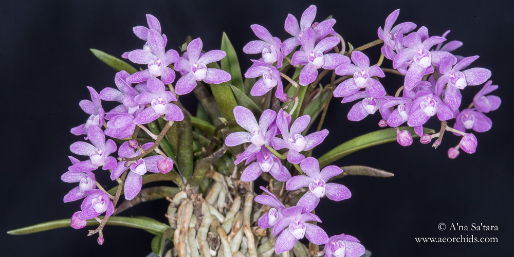 Sarcochilus ceciliae orchid images