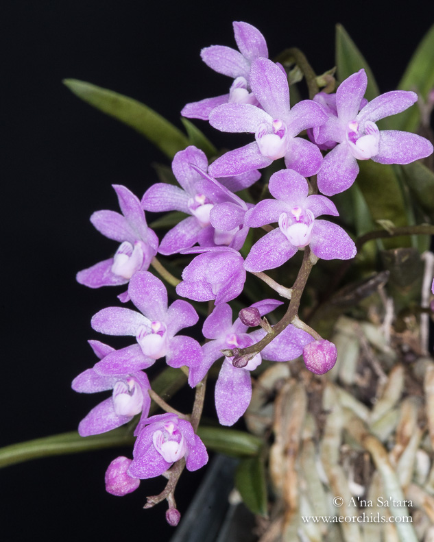 Sarcochilus ceciliae orchid images