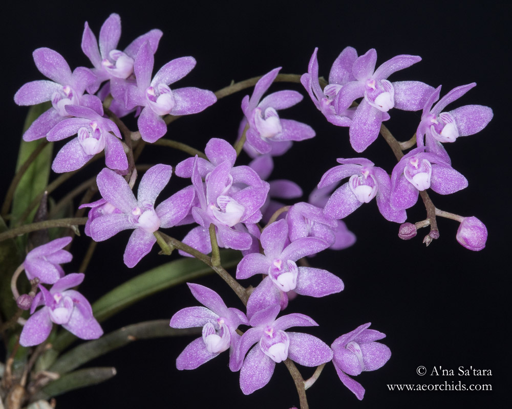 Sarcochilus ceciliae orchid images