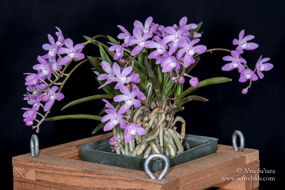 Sarcochilus ceciliae orchid images