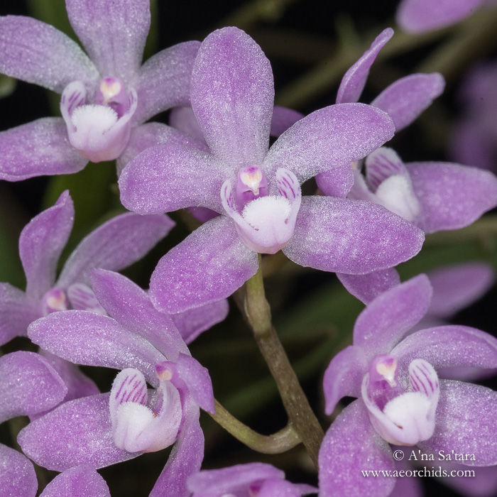 Sarcochilus ceciliae orchid images