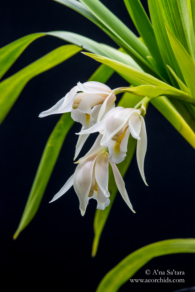 Cym (eburneum) pseudoballianum orchid images