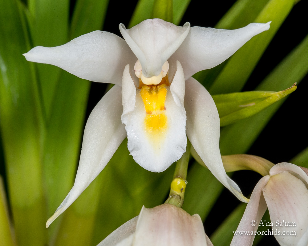 Cym (eburneum) pseudoballianum orchid images