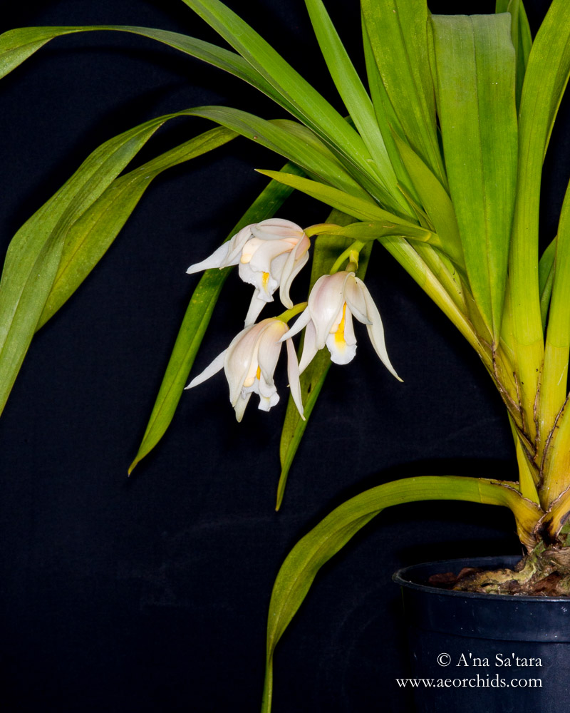 Cym (eburneum) pseudoballianum orchid images