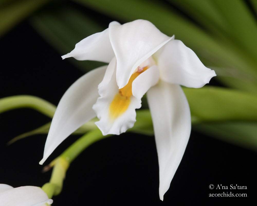 Cymbidium (eburneum) pseudoballianum