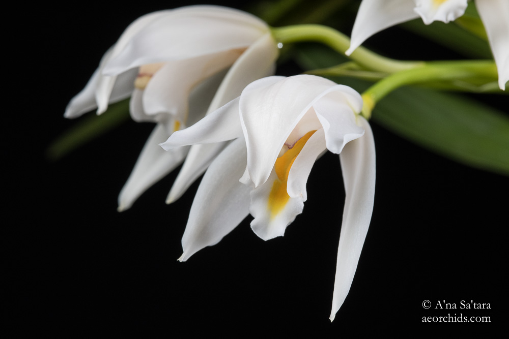 Cymbidium (eburneum) pseudoballianum