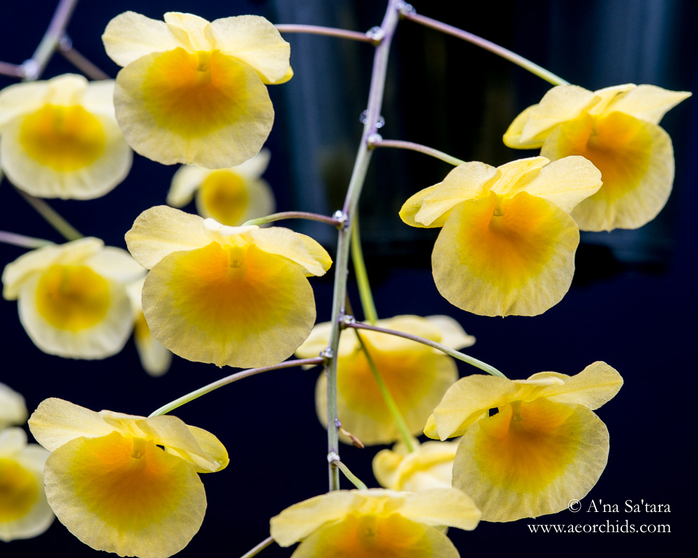 Dendrobium lindleyi orchid images