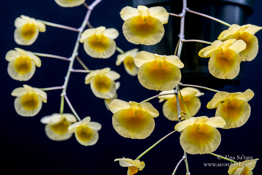 Dendrobium lindleyi orchid images