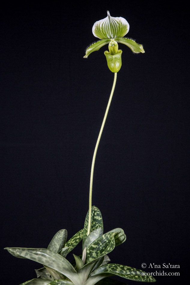 Paphiopedilum lawrenceanum fma. hyeanum