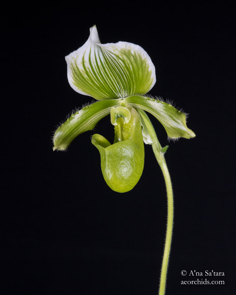 Paphiopedilum lawrenceanum fma. hyeanum