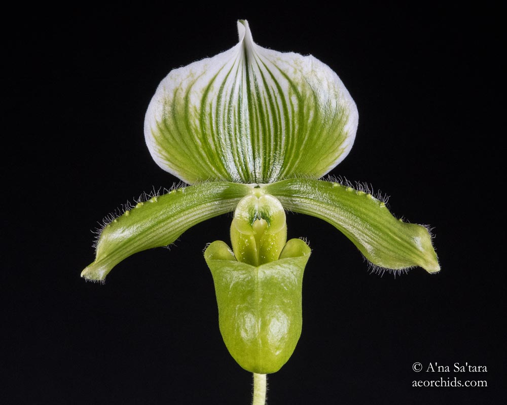 Paph lawrenceanum fma. hyneanum