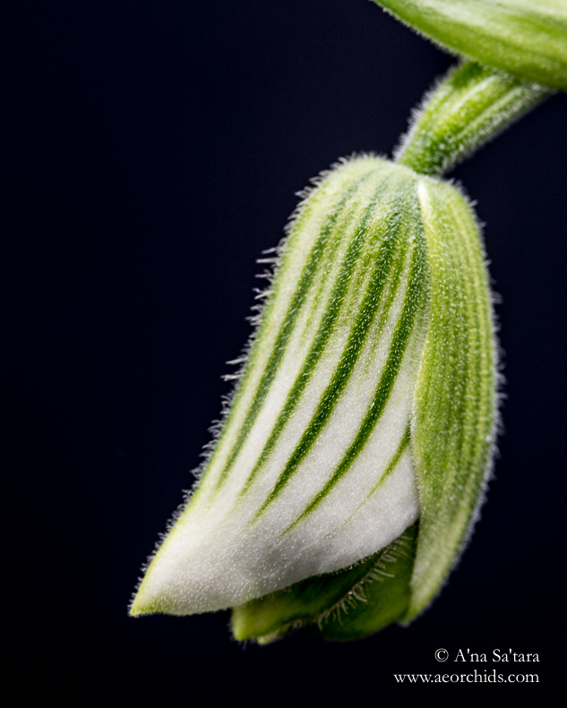 Paphiopedilum lawrenceanum fma. hyeanum orchid images