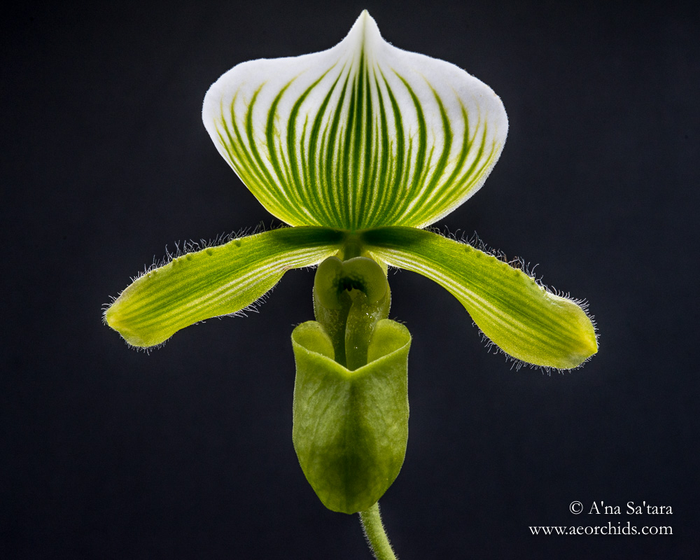 Paphiopedilum lawrenceanum fma. hyeanum orchid images