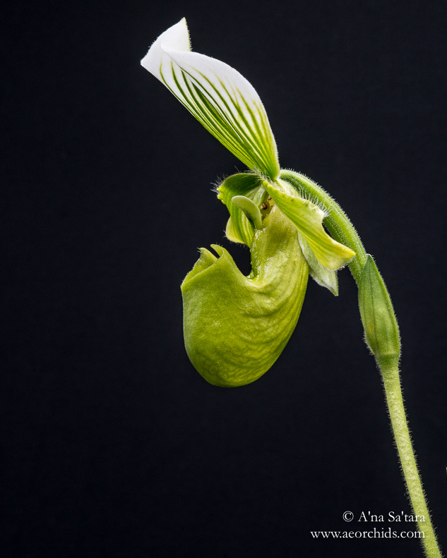 Paphiopedilum lawrenceanum fma. hyeanum orchid images