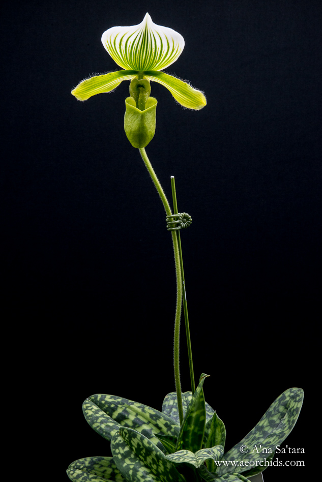 Paphiopedilum lawrenceanum fma. hyeanum orchid images