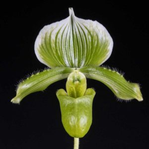 Paph lawrenceanum fma. hyneanum