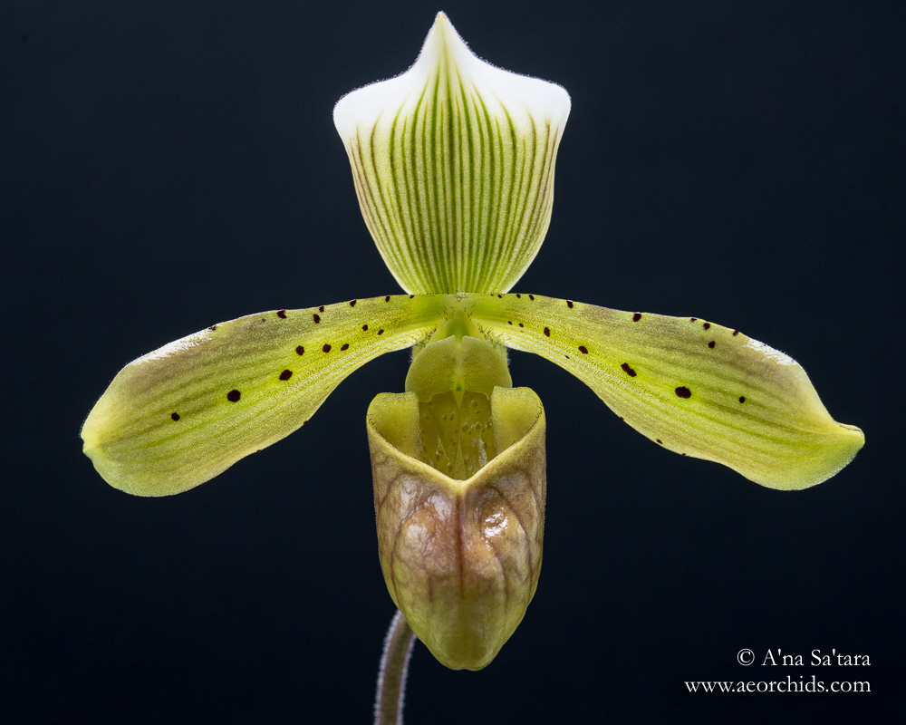 Paphiopedilum tonsum orchid images