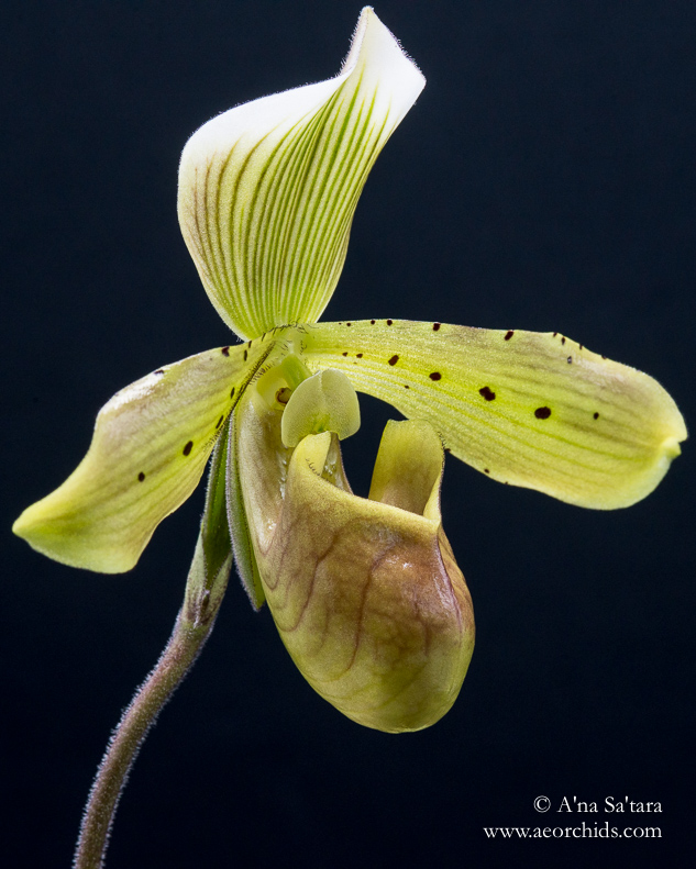 Paphiopedilum tonsum orchid images