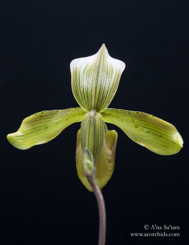 Paphiopedilum tonsum orchid images