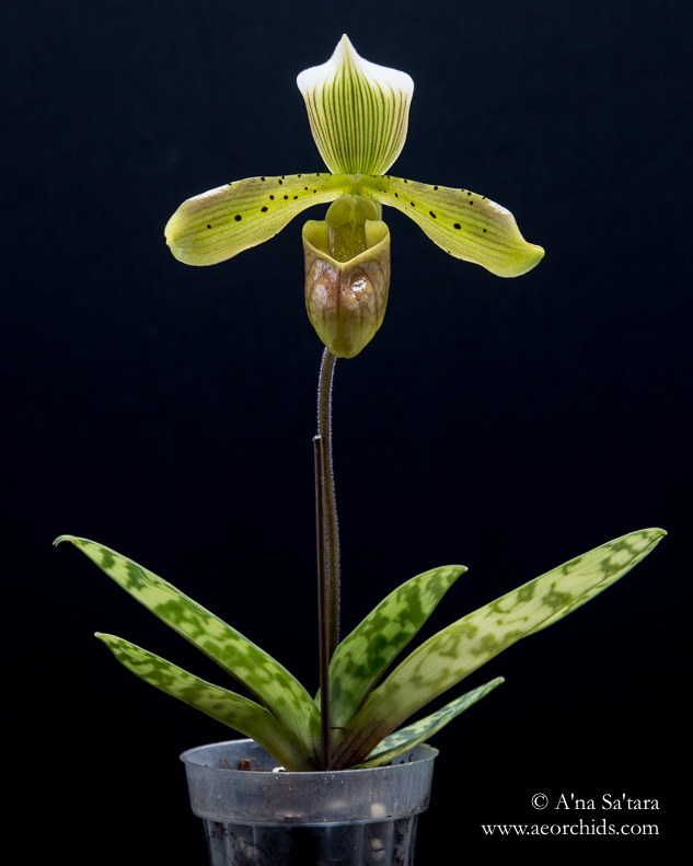 Paphiopedilum tonsum orchid images