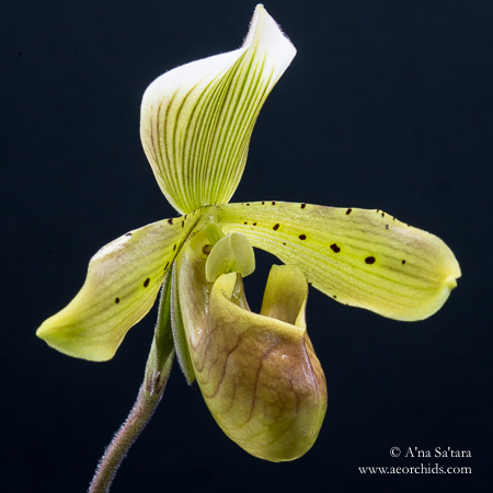 Paphiopedilum LED light orchids