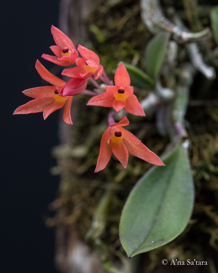 growing orchids under LED lights