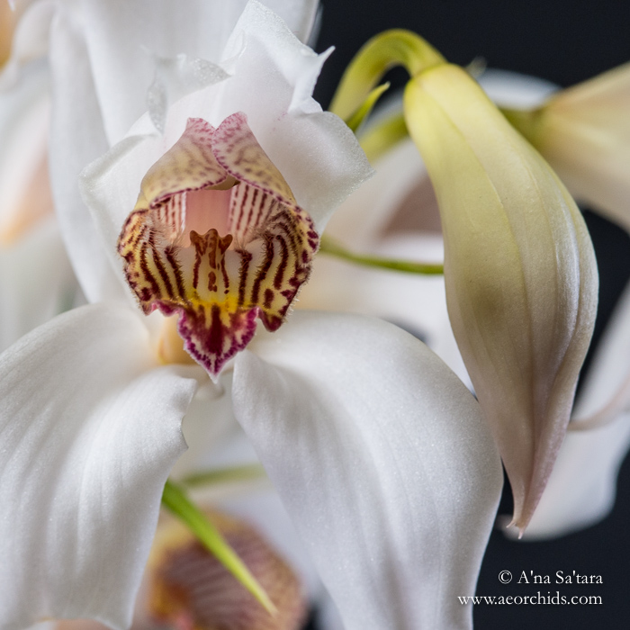 Cymbidium erythrostylum orchid images