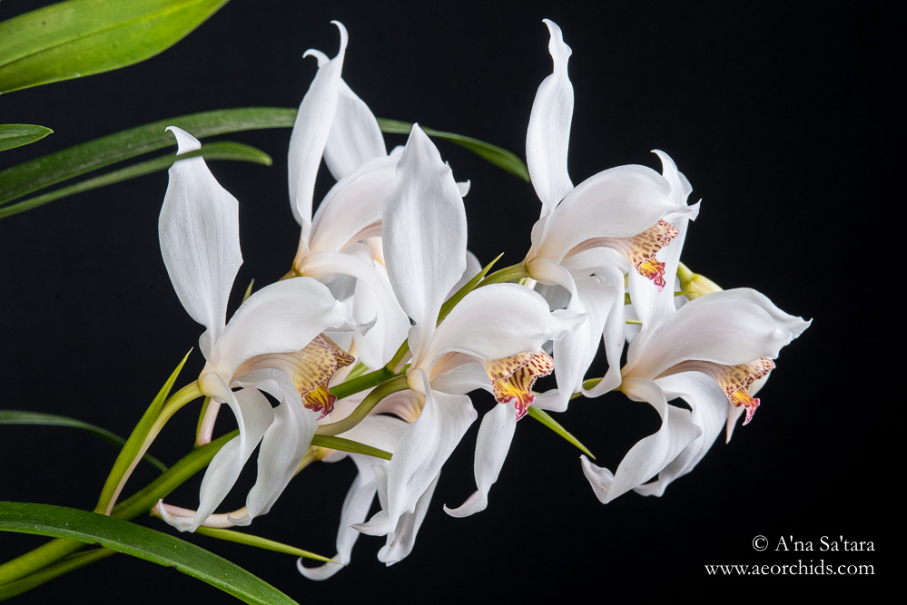 Cymbidium erythrostylum orchid images