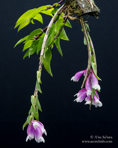 orchid growing under LED lights