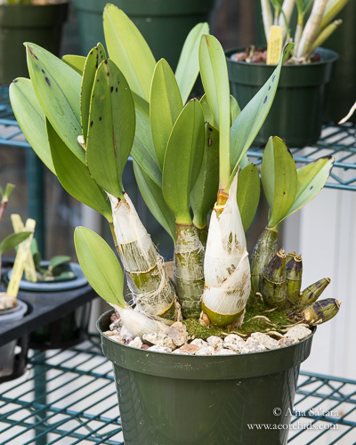 Dendrobium orchid virus ORSV CymMV
