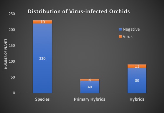 Virus Infected Orchids Species Hybrids