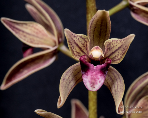 LED lights for orchids